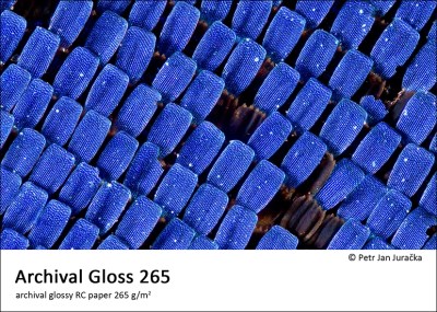Archival Gloss 265