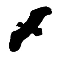 Binoculars for ornithology