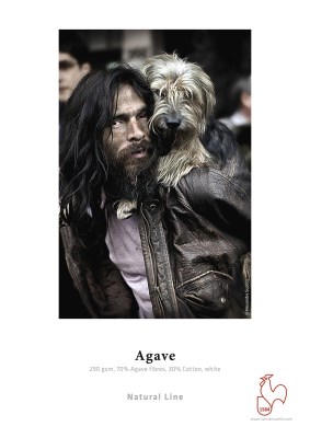 Agave 290