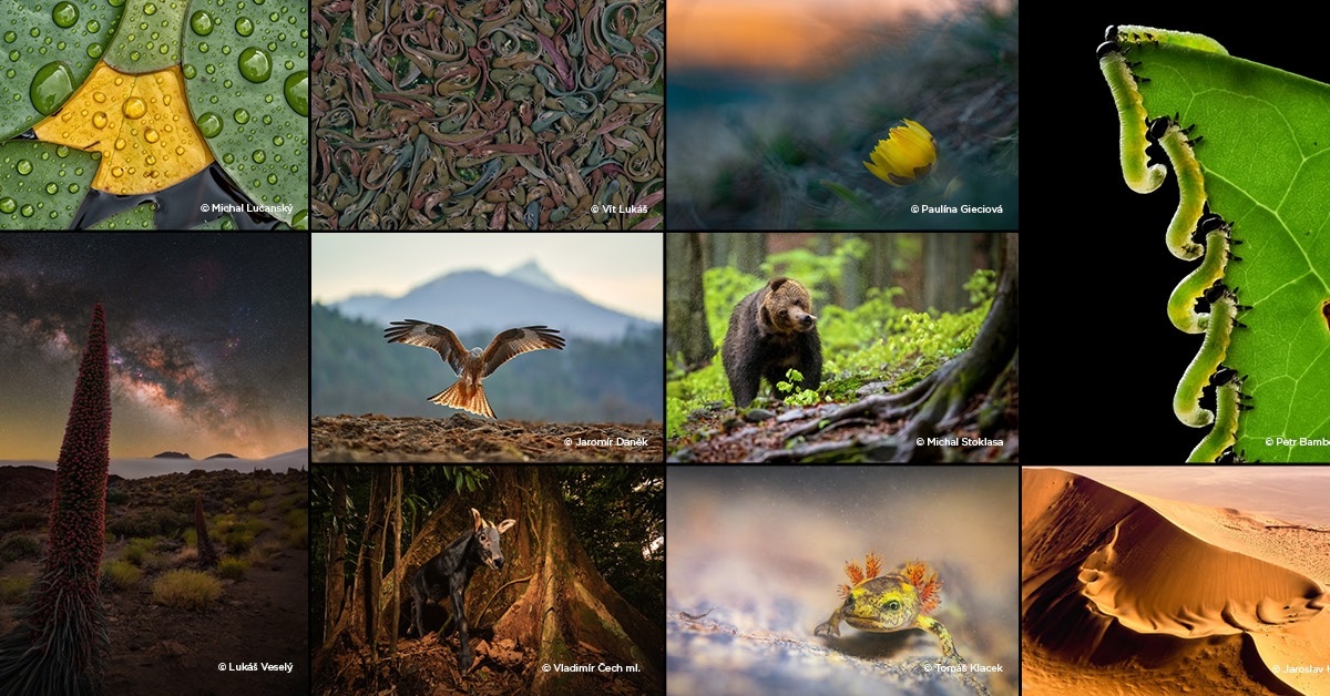 Šestý ročník Czech Nature Photo